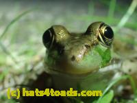 /home//u458753944/public_html/sourcegallery//Frogs/More bullfrogs/P7170995.JPG